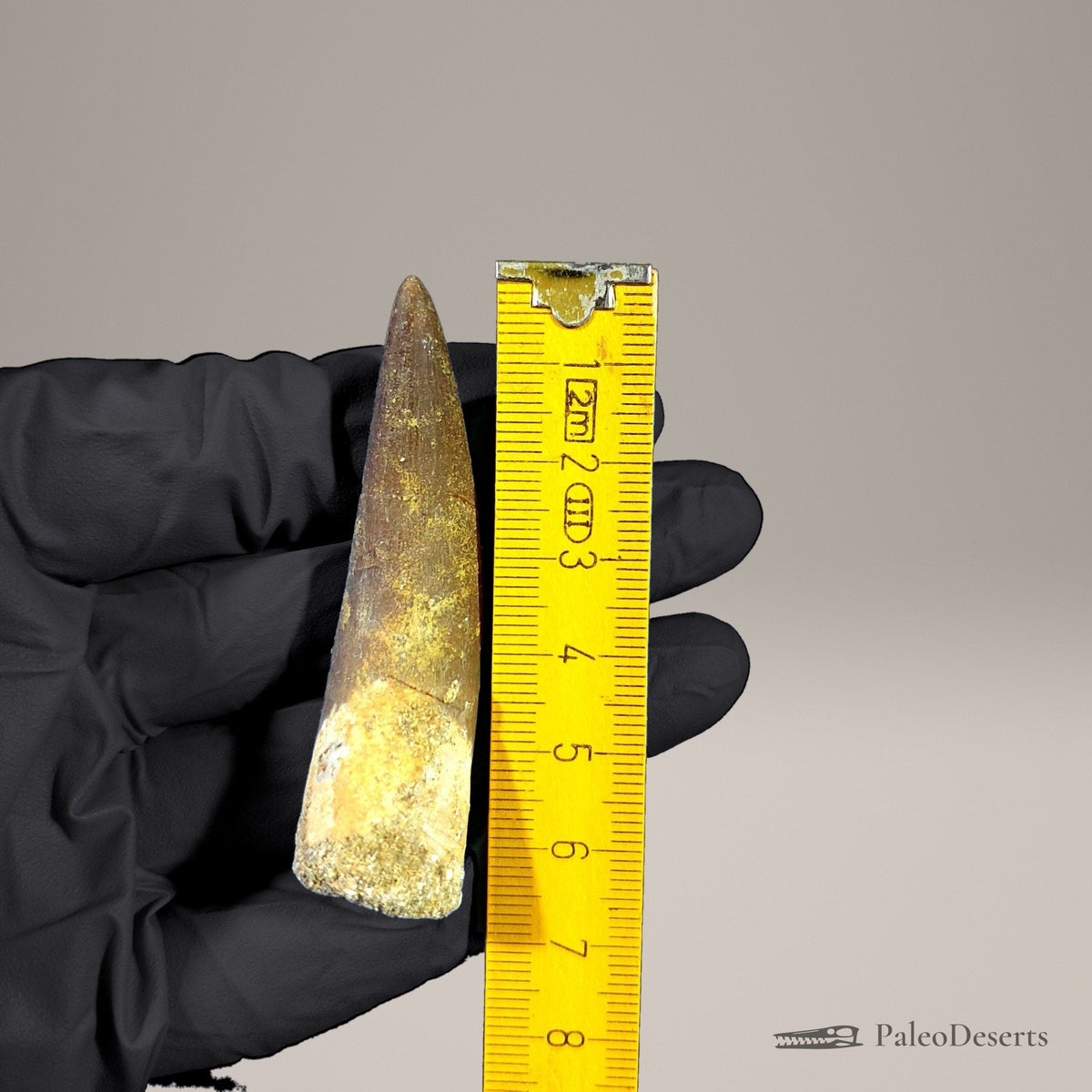 Zarafasaura Plesiosaur Tooth Fossil – 2.6 in (6.6 cm), Morocco – Specimen P-05 – view 7