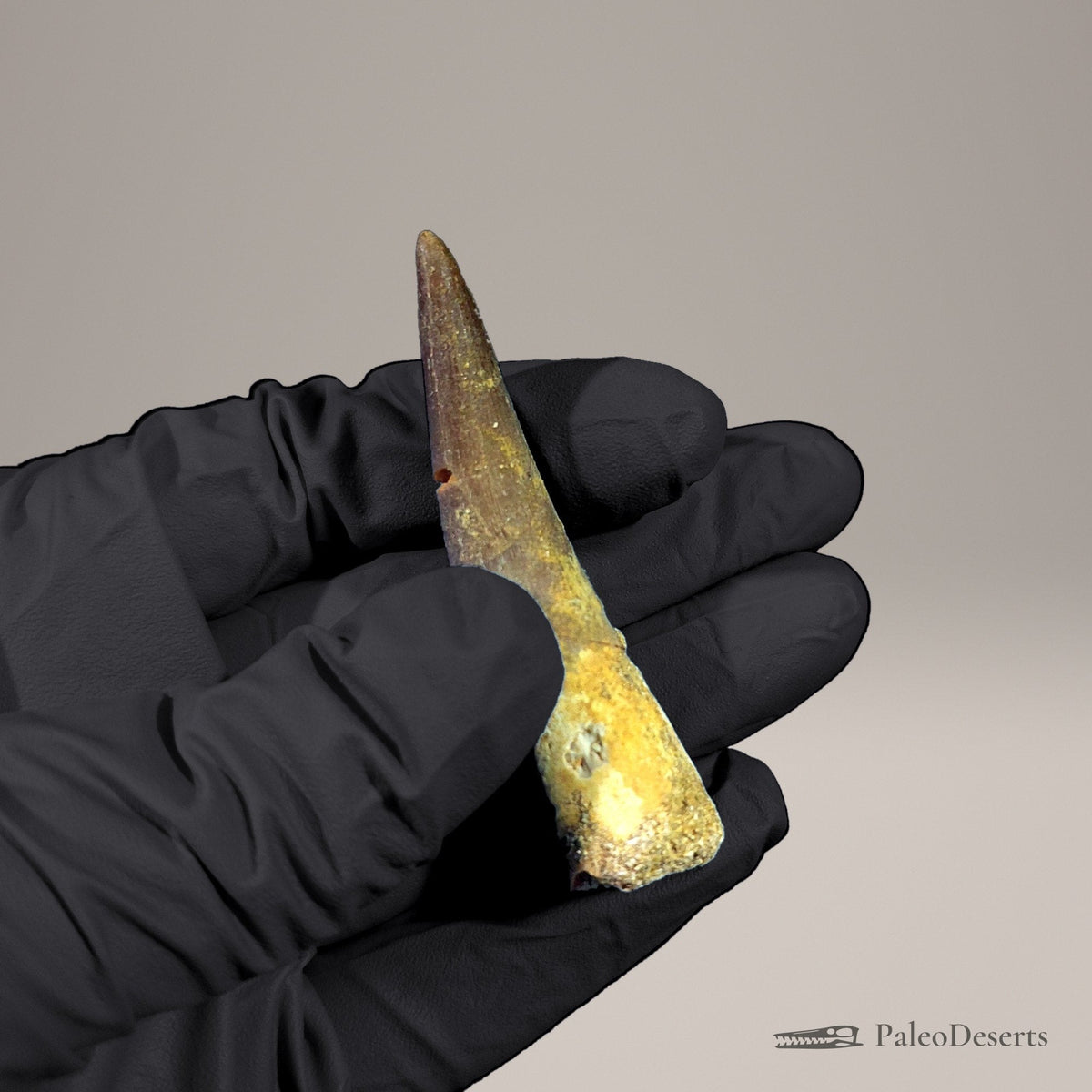 Zarafasaura Plesiosaur Tooth Fossil – 2.6 in (6.6 cm), Morocco – Specimen P-05 – view 5
