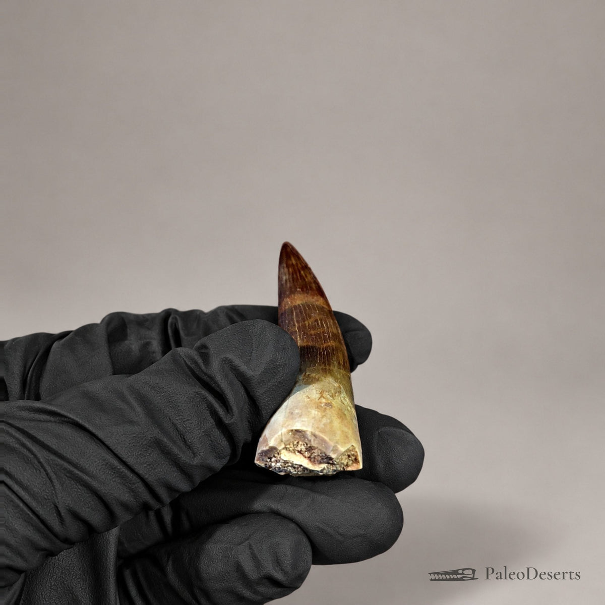 Zarafasaura Plesiosaur Tooth Fossil – 2.6 in (6.6 cm), Morocco – Specimen P-06 - PaleoDeserts