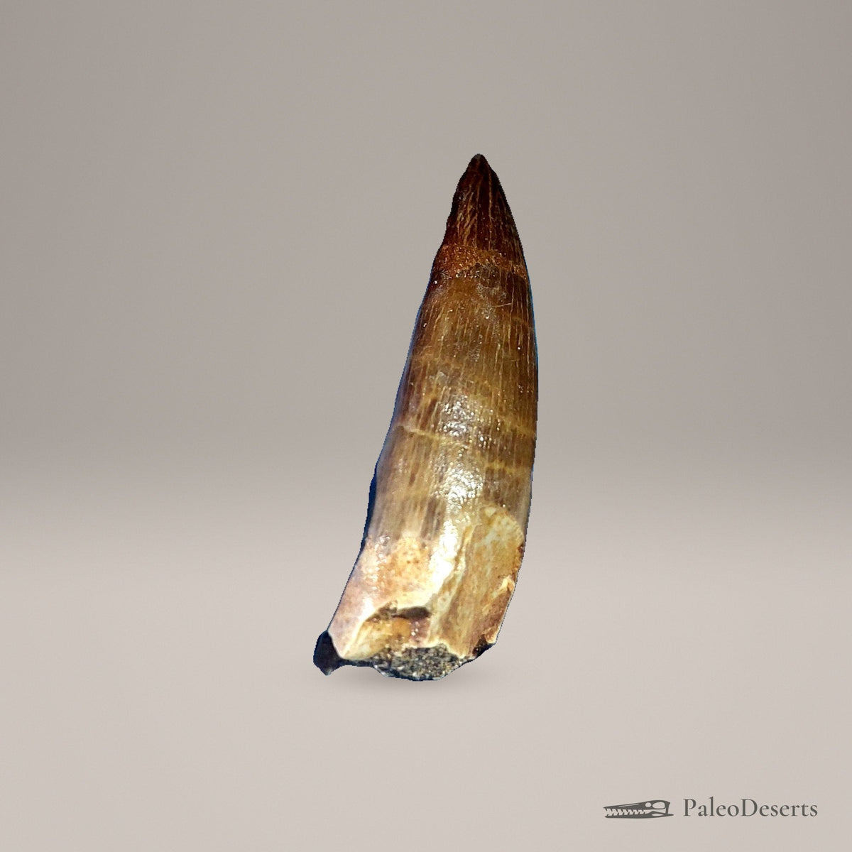 Zarafasaura Plesiosaur Tooth Fossil – 2.6 in (6.6 cm), Morocco – Specimen P-06 - PaleoDeserts