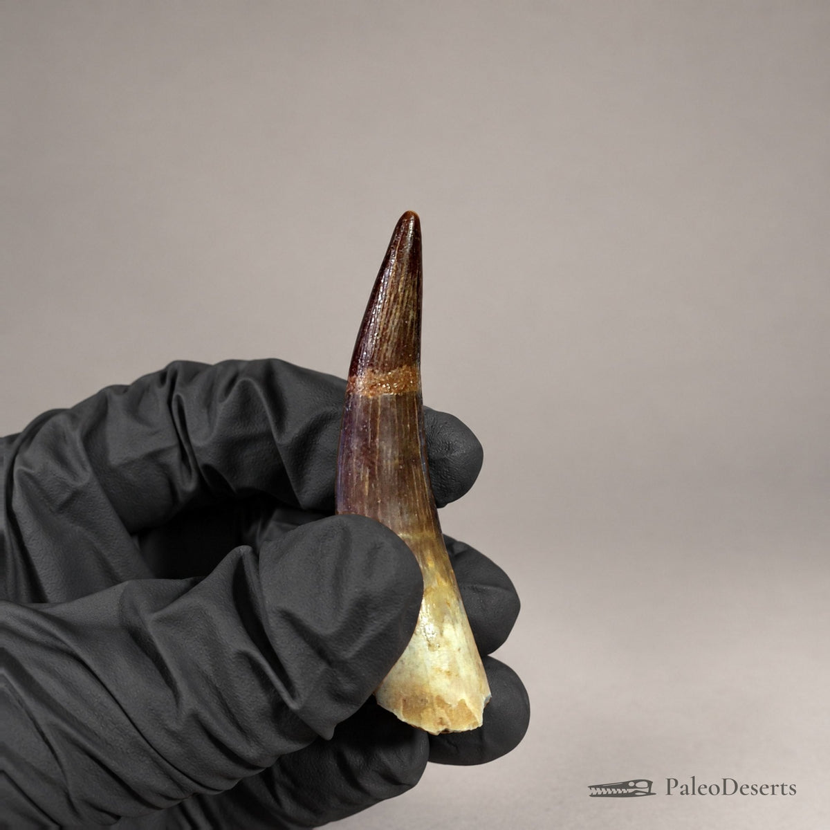 Zarafasaura Plesiosaur Tooth Fossil – 2.6 in (6.6 cm), Morocco – Specimen P-06 – view 4
