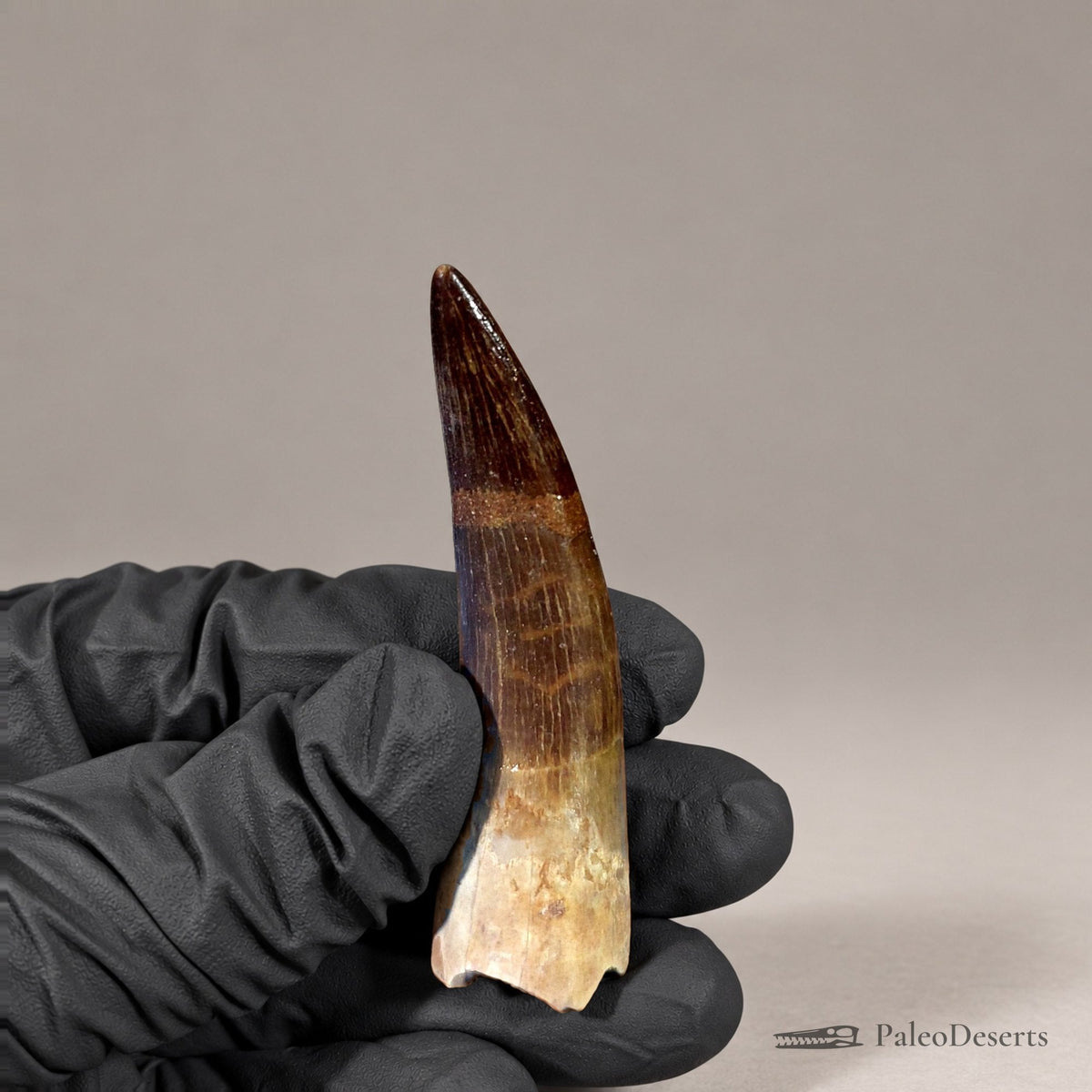 Zarafasaura Plesiosaur Tooth Fossil – 2.6 in (6.6 cm), Morocco – Specimen P-06 – view 1