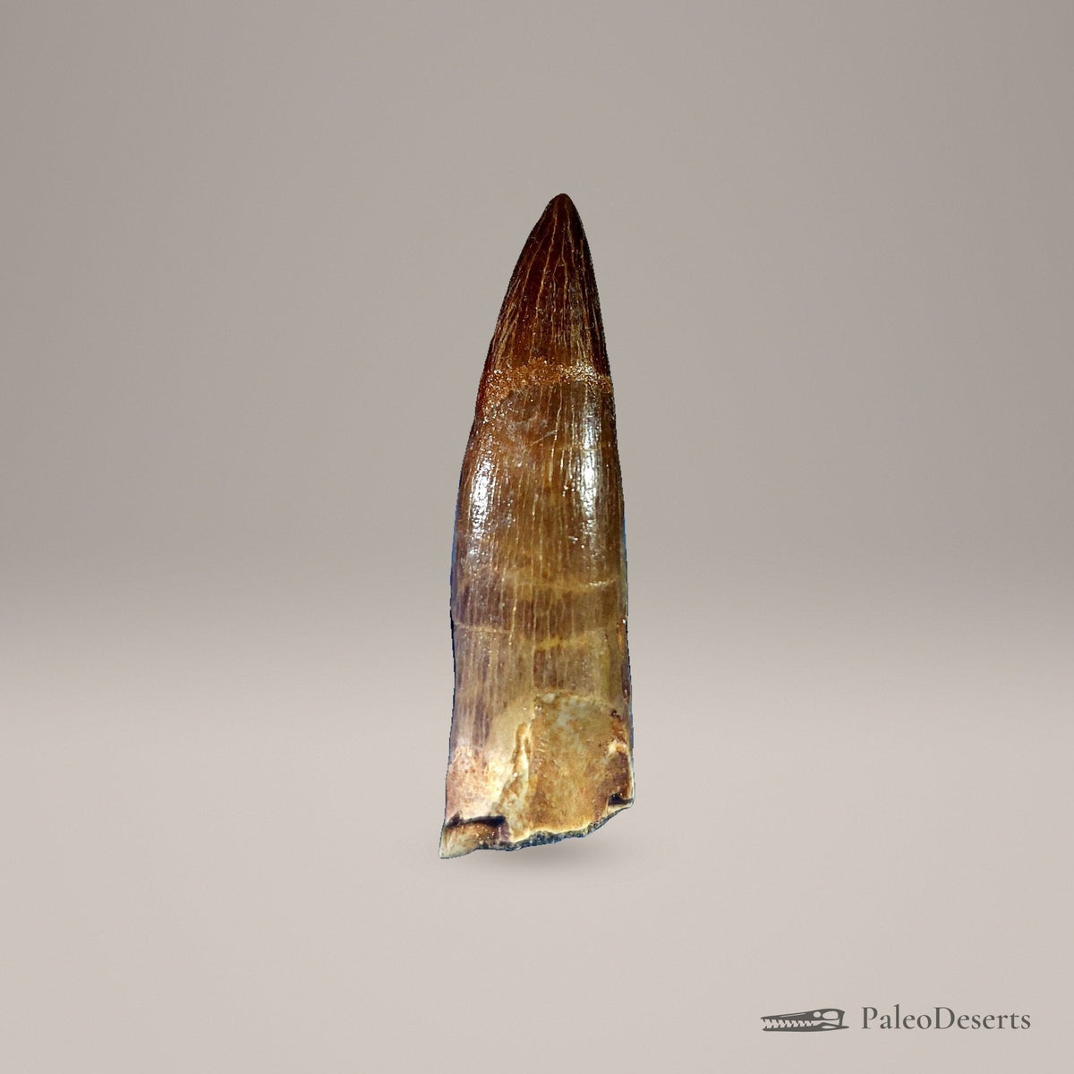 Zarafasaura Plesiosaur Tooth Fossil – 2.6 in (6.6 cm), Morocco – Specimen P-06 - PaleoDeserts