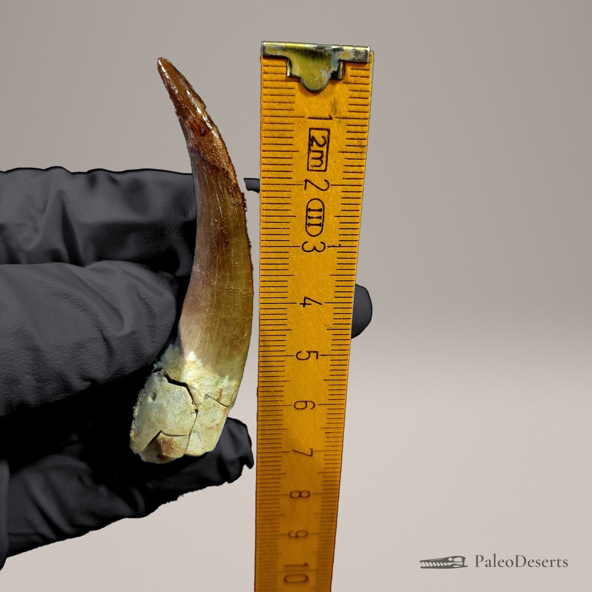 Zarafasaura Plesiosaur Tooth Fossil – 2.8 in (7.0 cm), Morocco – Specimen P-02 – view 8