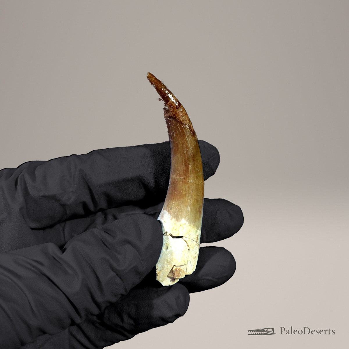 Zarafasaura Plesiosaur Tooth Fossil – 2.8 in (7.0 cm), Morocco – Specimen P-02