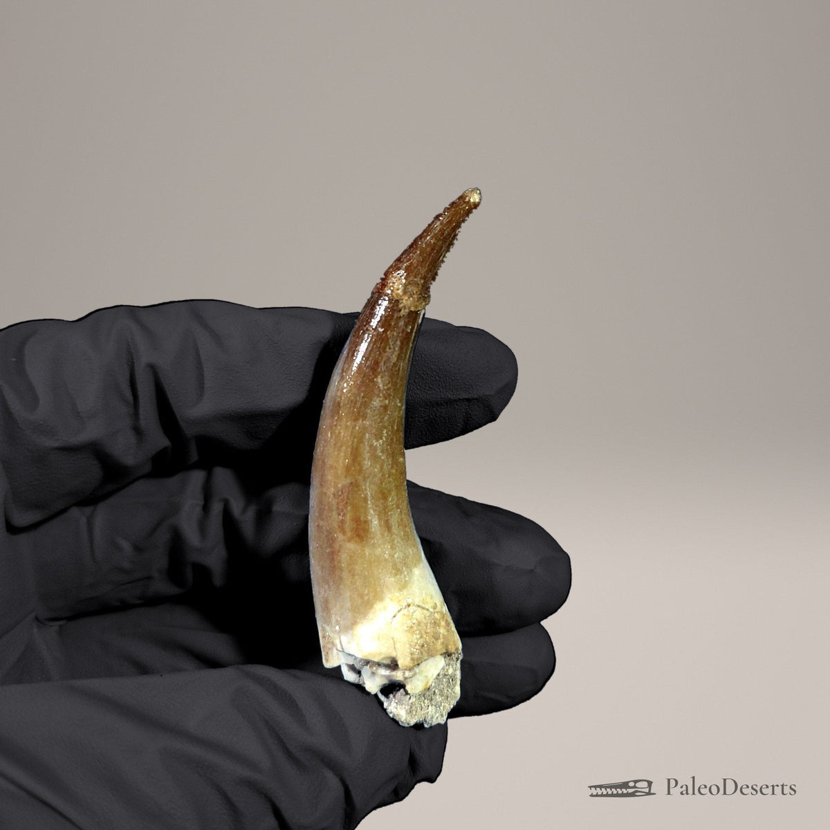 Zarafasaura Plesiosaur Tooth Fossil – 2.8 in (7.0 cm), Morocco – Specimen P-02 - PaleoDeserts