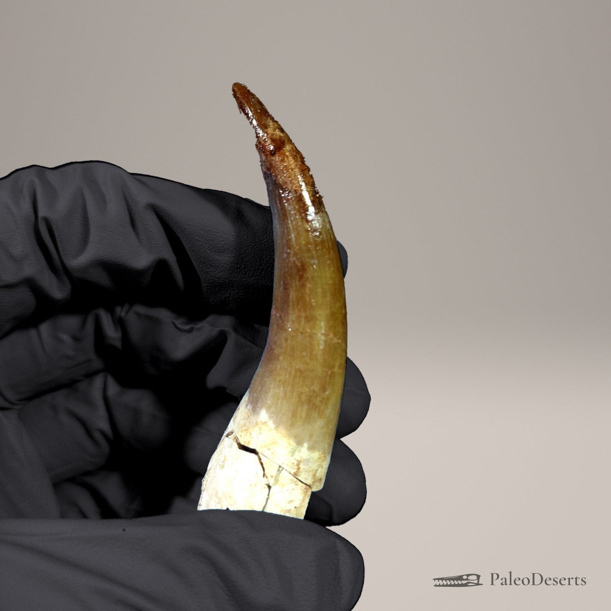 Zarafasaura Plesiosaur Tooth Fossil – 2.8 in (7.0 cm), Morocco – Specimen P-02 – view 6