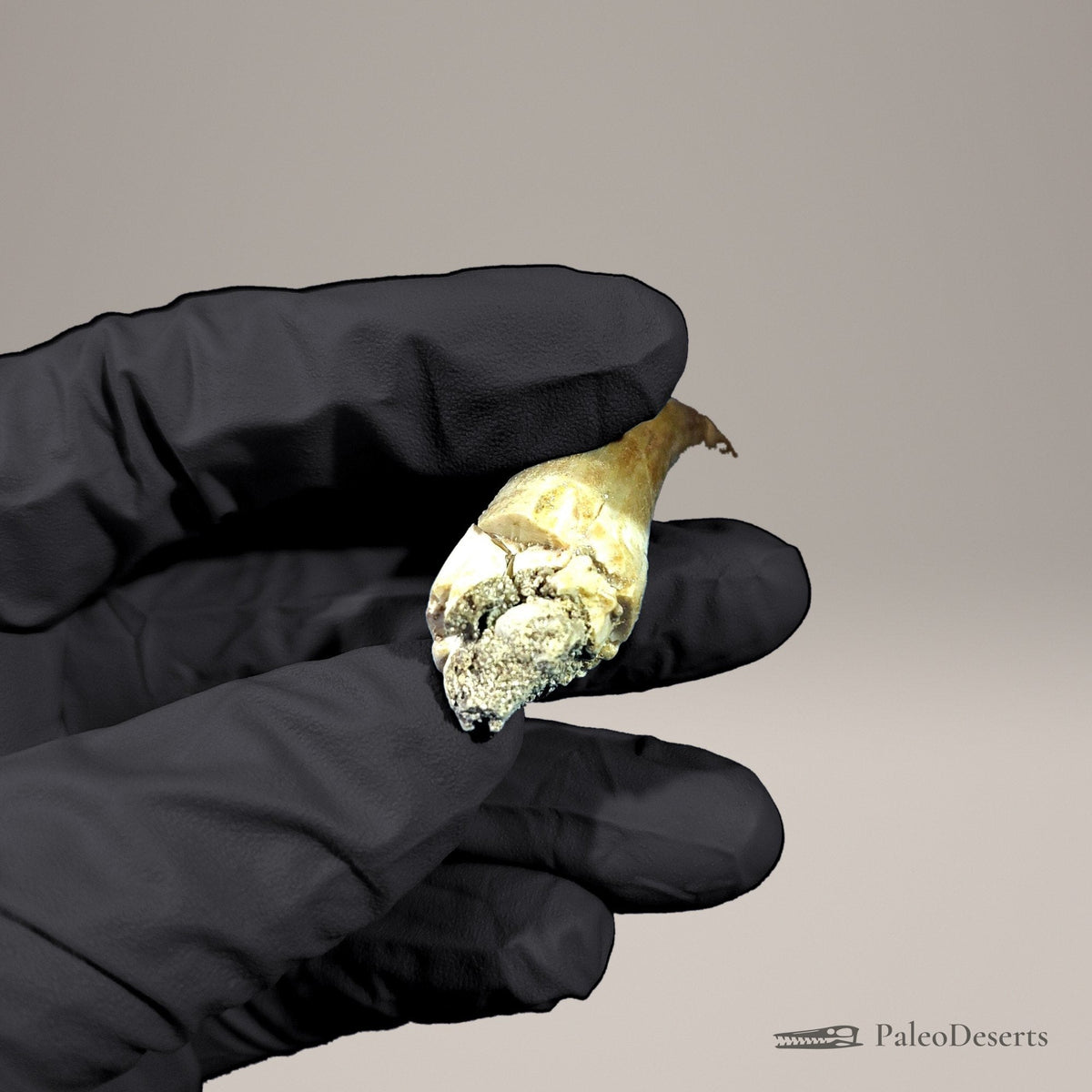 Zarafasaura Plesiosaur Tooth Fossil – 2.8 in (7.0 cm), Morocco – Specimen P-02 – view 7