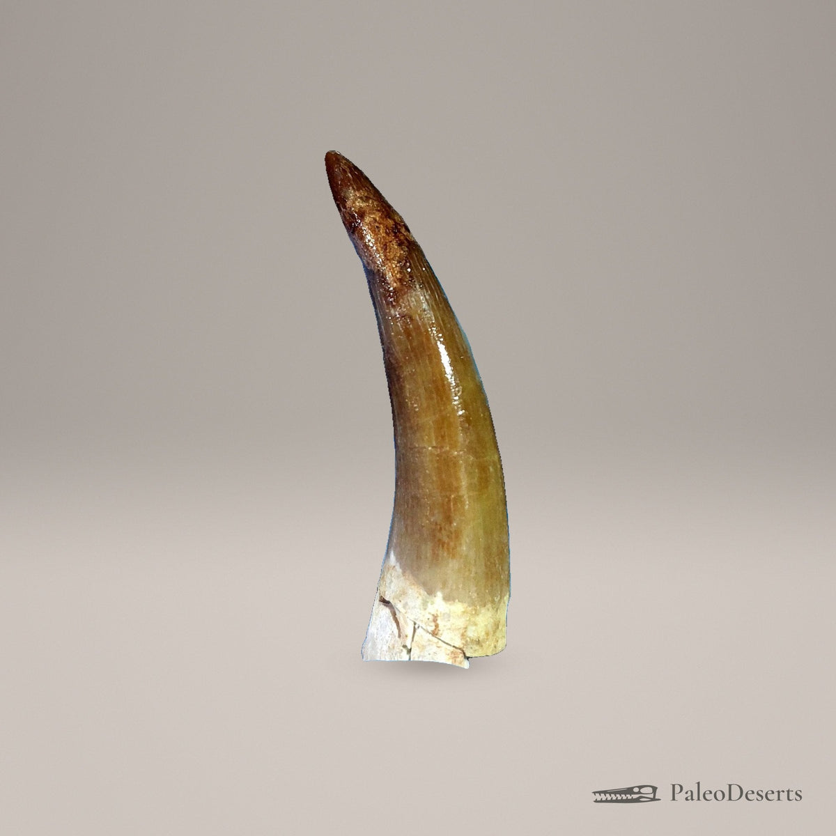 Zarafasaura Plesiosaur Tooth Fossil – 2.8 in (7.0 cm), Morocco – Specimen P-02 - PaleoDeserts