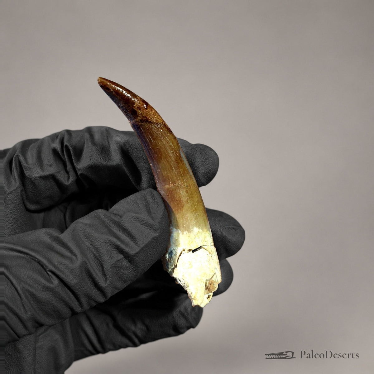 Zarafasaura Plesiosaur Tooth Fossil – 2.8 in (7.0 cm), Morocco – Specimen P-02 - PaleoDeserts