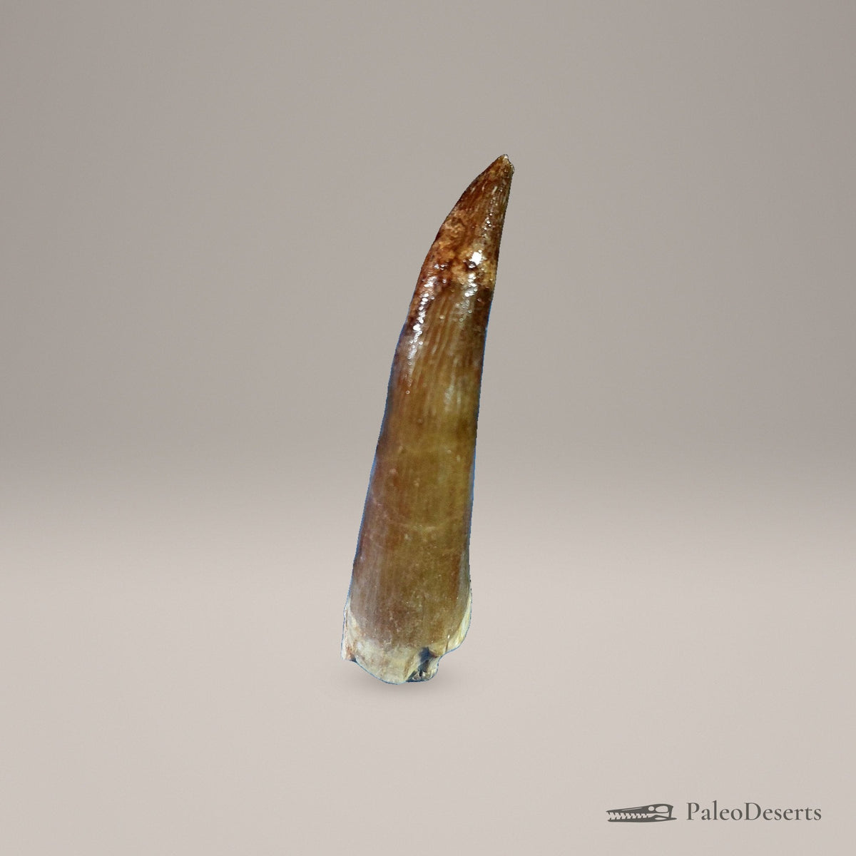 Zarafasaura Plesiosaur Tooth Fossil – second view