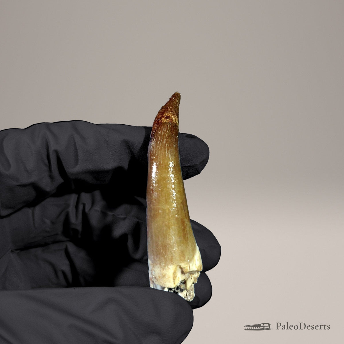 Zarafasaura Plesiosaur Tooth Fossil